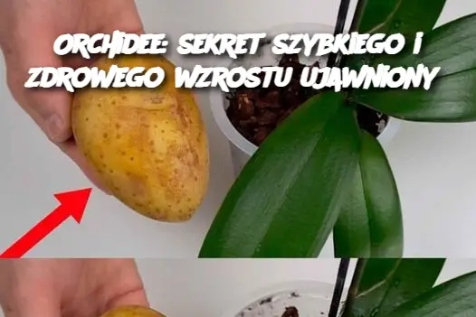 Orchidee: sekret szybkiego i zdrowego wzrostu ujawniony