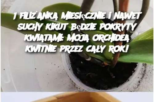 1 filiżanka miesięcznie i nawet suchy kikut będzie pokryty kwiatami: moja orchidea kwitnie przez cały rok!