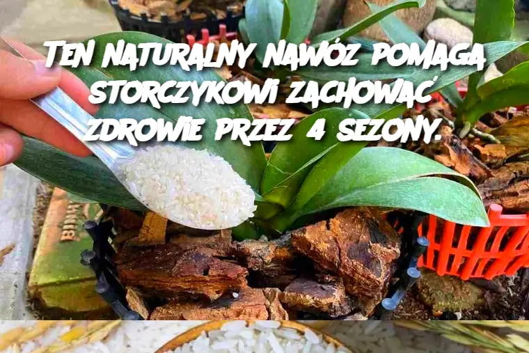 Ten naturalny nawóz pomaga storczykowi zachować zdrowie przez 4 sezony.