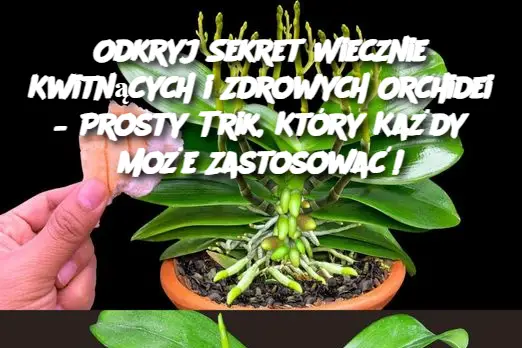 Odkryj Sekret Wiecznie Kwitnących i Zdrowych Orchidei – Prosty Trik, Który Każdy Może Zastosować!