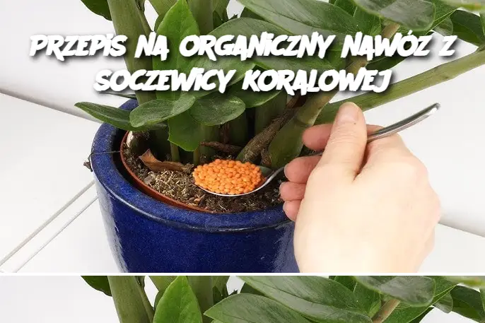 Przepis na organiczny nawóz z soczewicy koralowej