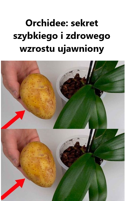 Orchidee: sekret szybkiego i zdrowego wzrostu ujawniony