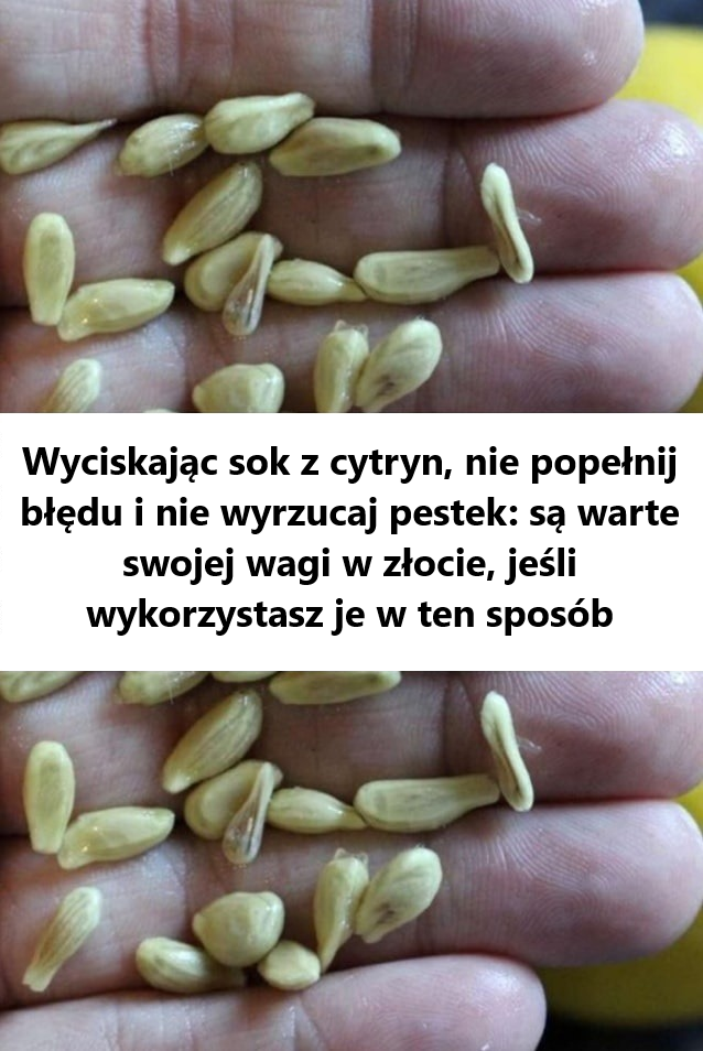 Wyciskając sok z cytryn, nie popełnij błędu i nie wyrzucaj pestek: są warte swojej wagi w złocie, jeśli wykorzystasz je w ten sposób