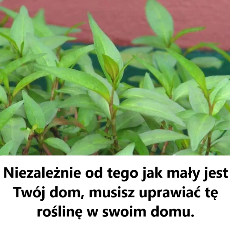 Niezależnie od tego jak mały jest Twój dom, musisz uprawiać tę roślinę w swoim domu.