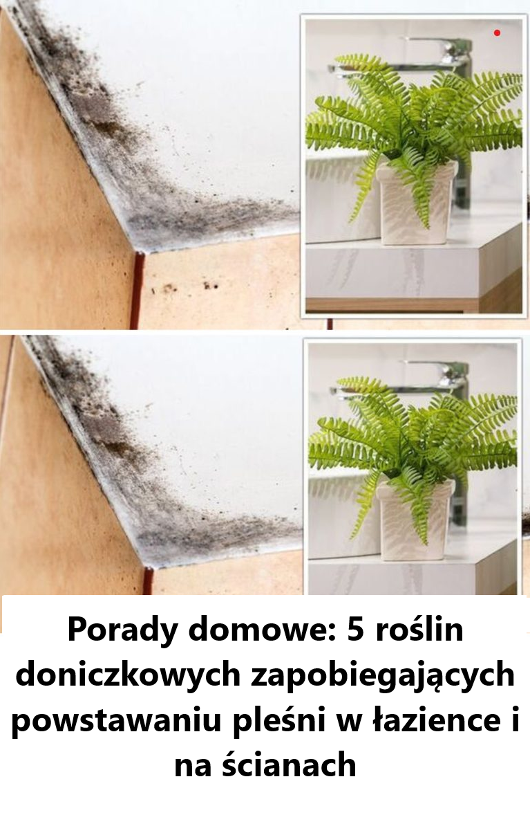 Porady domowe: 5 roślin doniczkowych zapobiegających powstawaniu pleśni w łazience i na ścianach